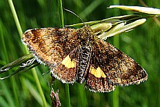 Arichanna subalbida - Hornkraut-Tageulchen (Hornkrauteule)